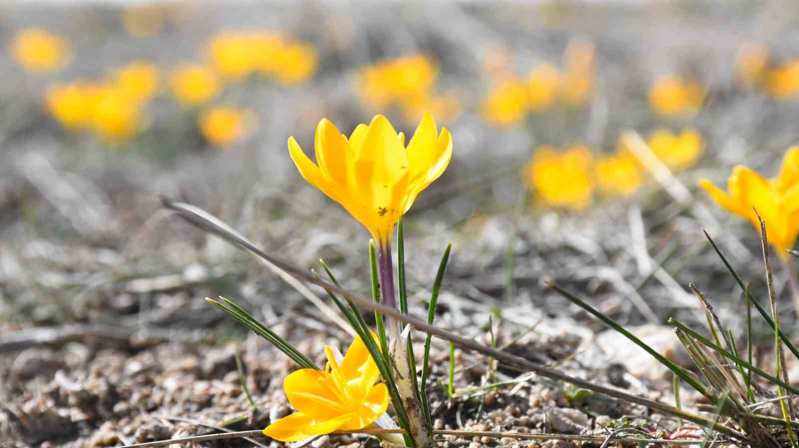 YOZGAT’TA BU YIL ÇİĞDEMLER BAHARI ERKENDEN MÜJDELEDİ 