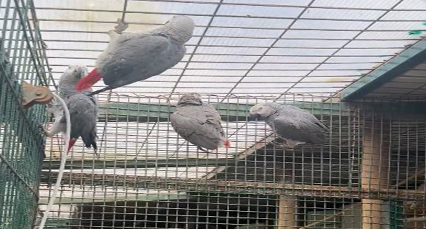 İSTANBUL HAVALİMANI’NDA 20 ADET AFRİKA GRİ PAPAĞANI ELE GEÇİRİLDİ