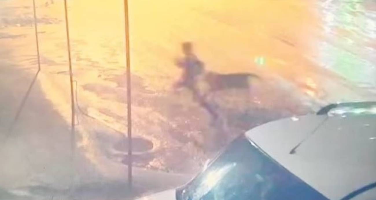 ADIYAMAN’DA SAHİPSİZ KÖPEK DEHŞETİ: 10 YAŞINDAKİ ÇOCUĞU VATANDAŞLAR KURTARDI 