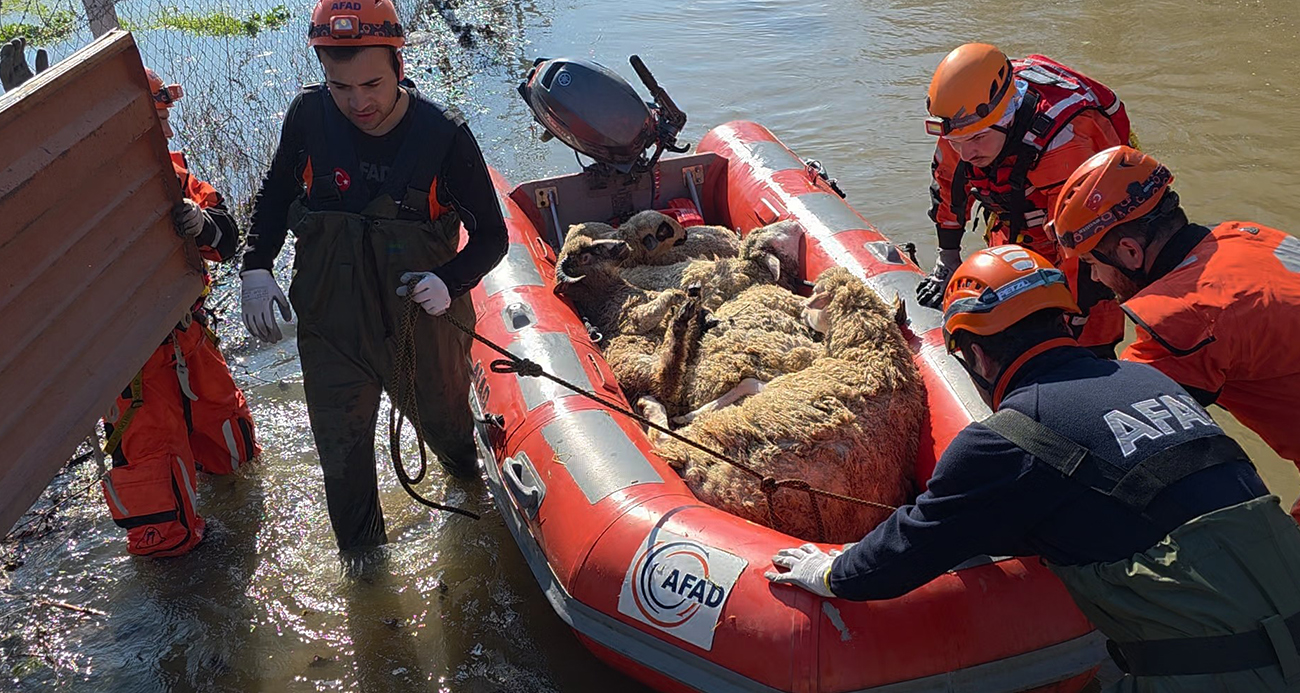 EDİRNE’DE KOYUNLAR BOTLARLA KURTARILDI 