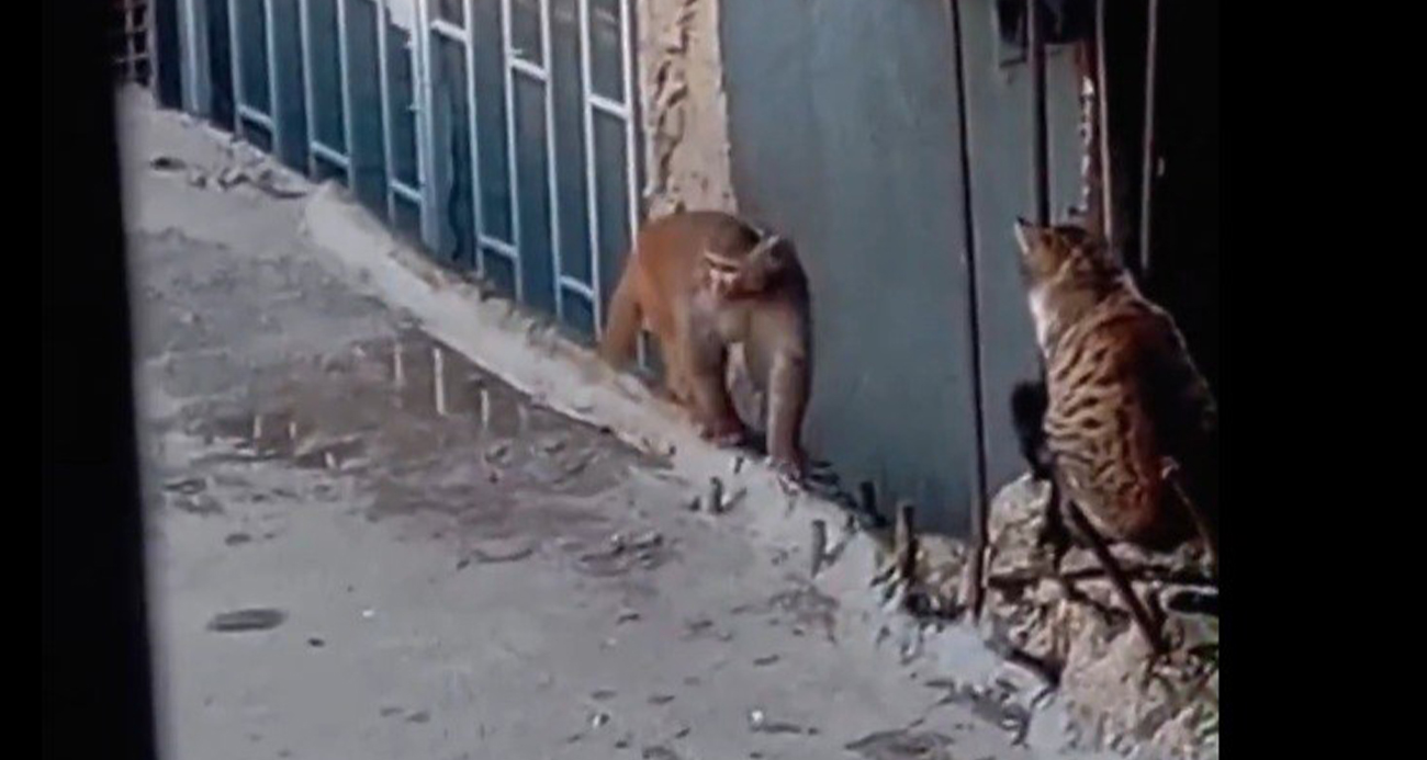 FİKİRTEPE’DE BULUNDURULMASI YASAKLI MAYMUN TÜRÜ YAKALANDI 