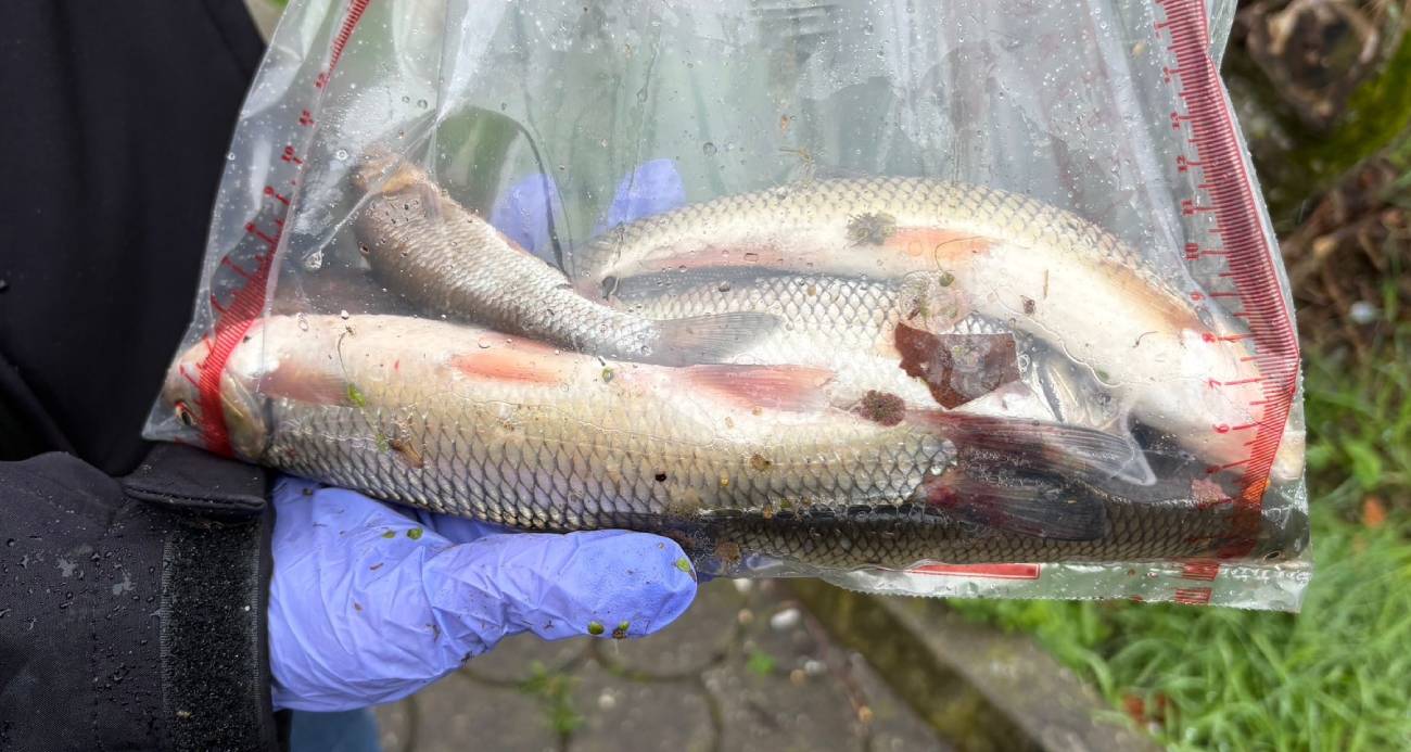 ULUDERE ÇAYI’NDA BİNLERCE ÖLÜ BALIK BULUNDU: EKİPLER SEFERBER OLDU 