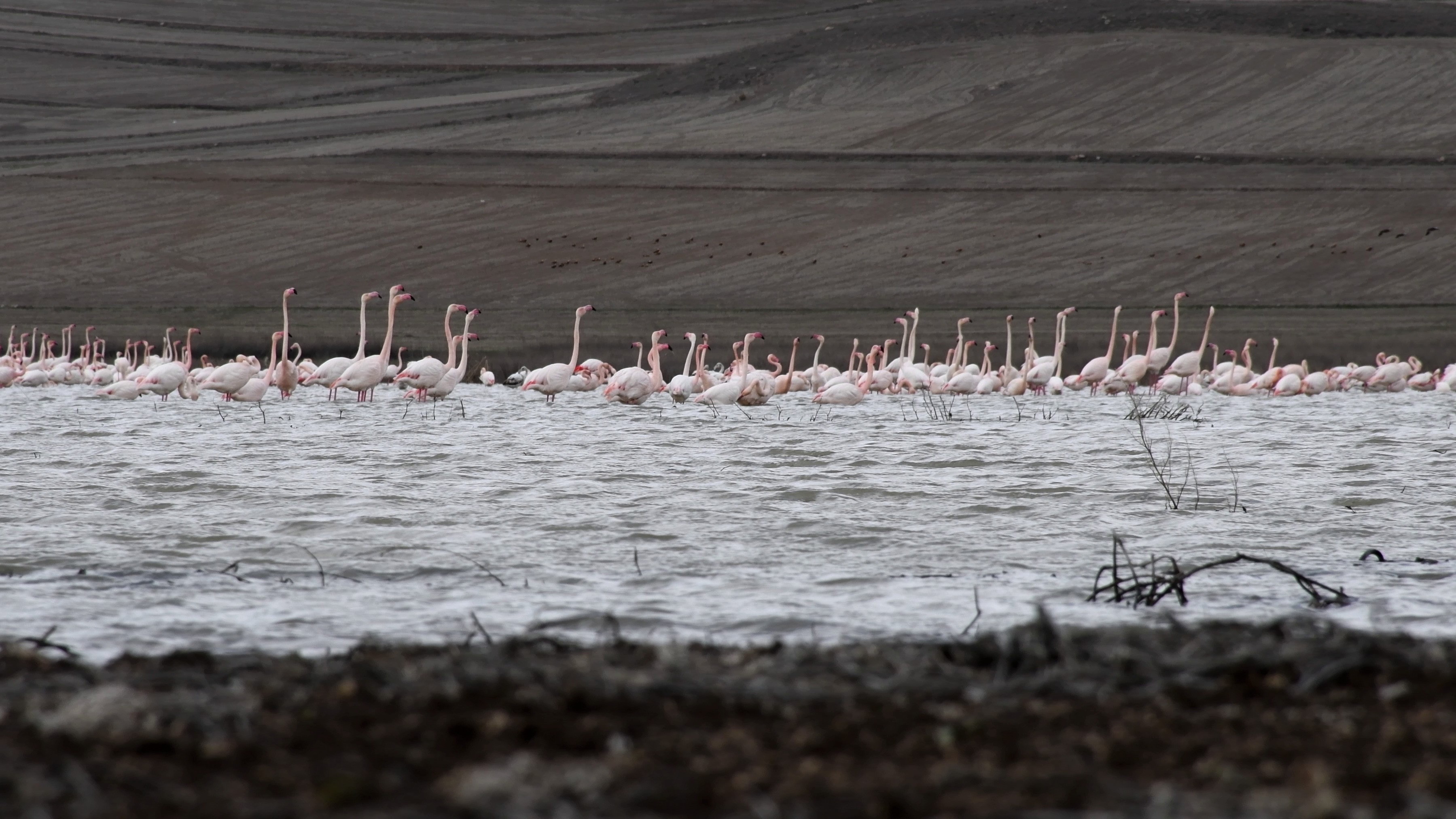 BAHARIN GELİŞİNİ GELİNGÜLLÜ YÖRESİNDE YİNE FLAMİNGOLAR MÜJDELEDİ