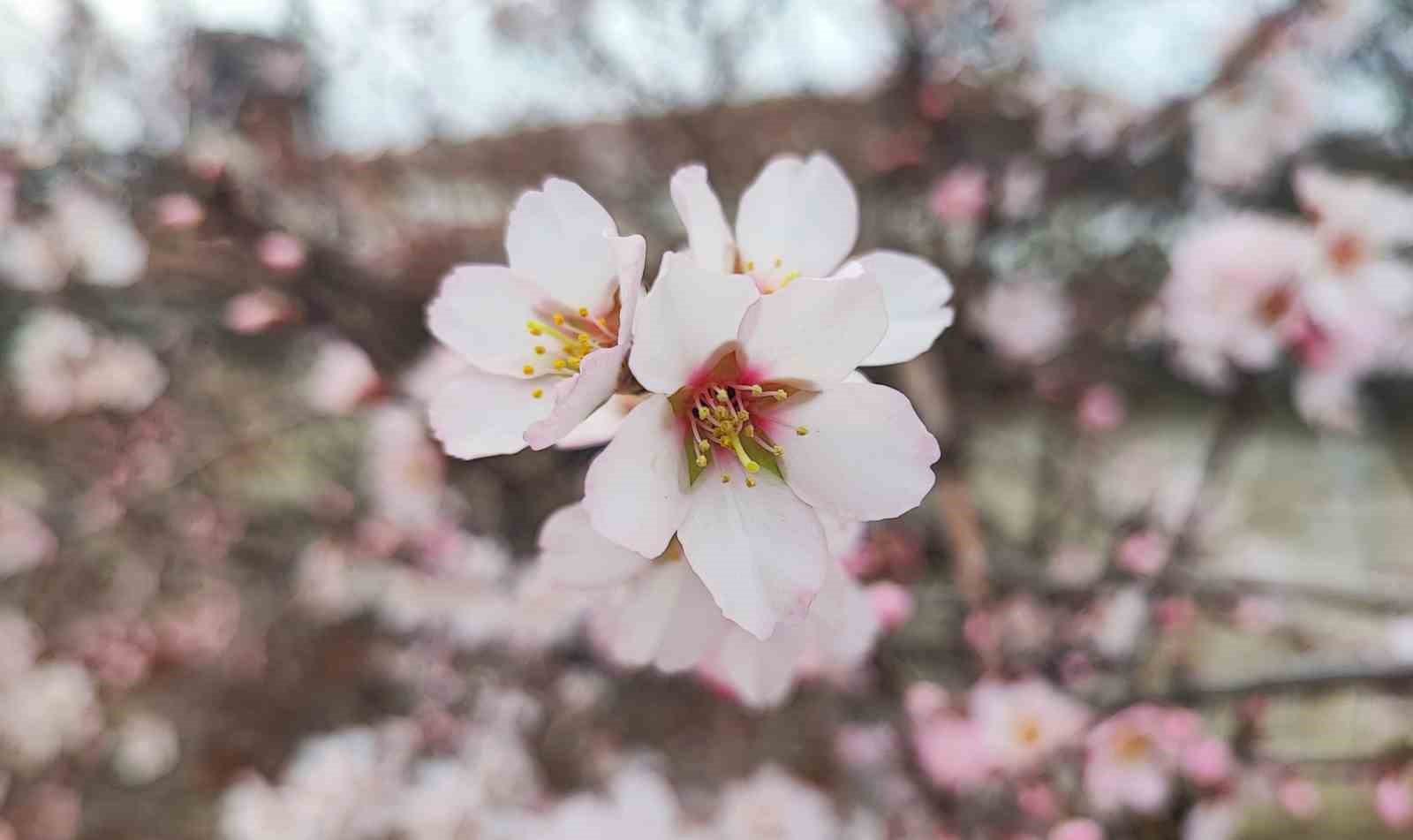 YOZGAT’TA MART AYINDA BAHAR TABLOSU