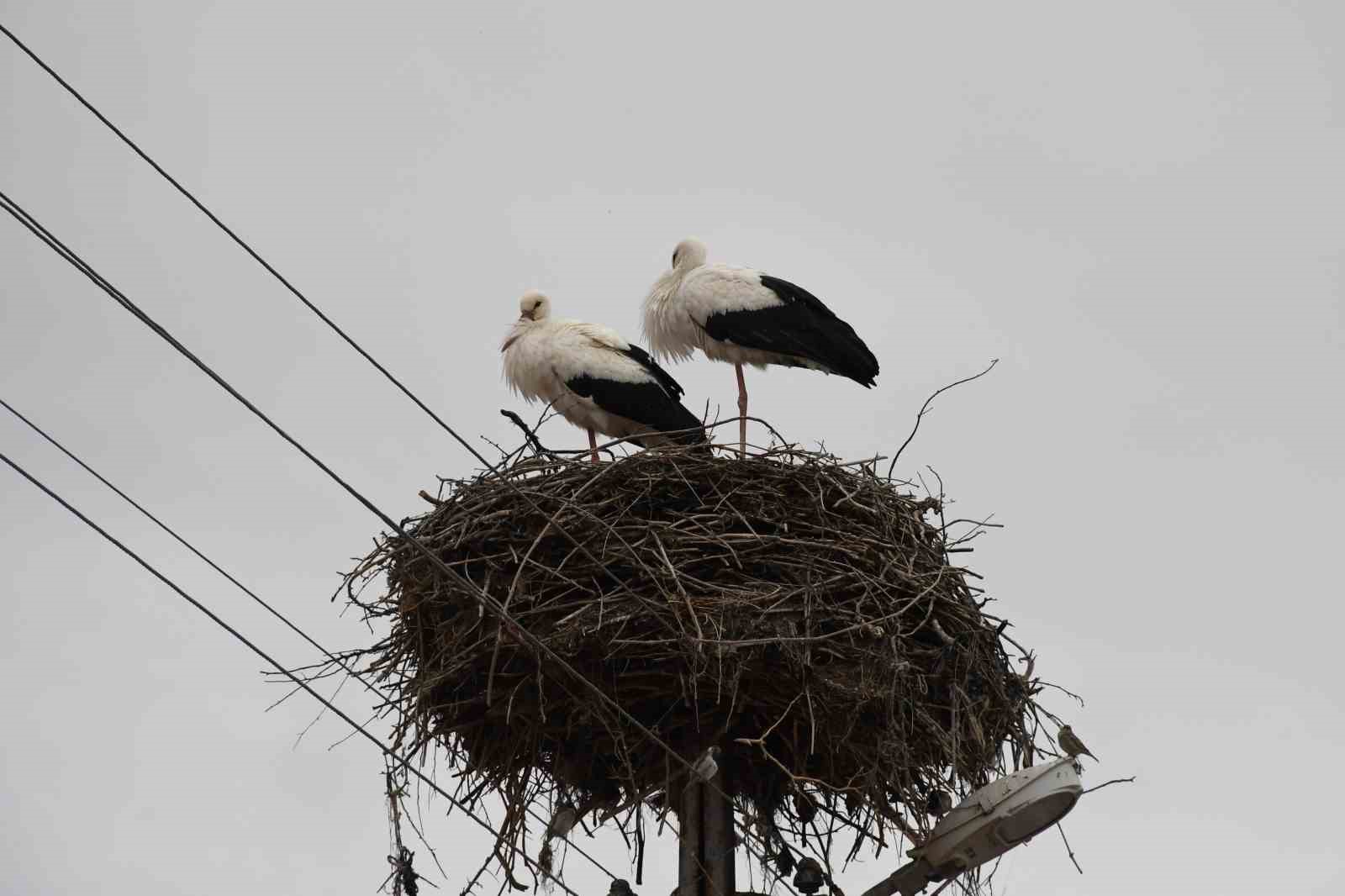 YUVALARINA DÖNEN LEYLEKLER YOZGAT’TA BAHARI MÜJDELEDİ