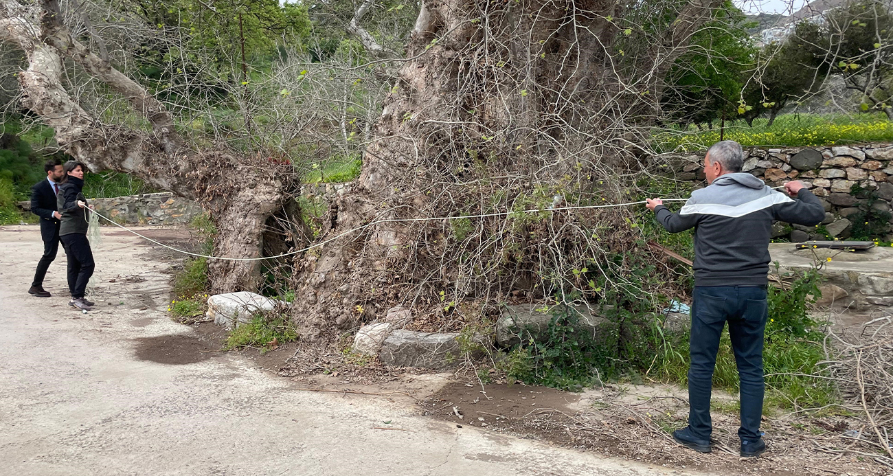 BODRUM’DA 2 BİN YILLIK DEV ÇINAR KEŞFEDİLDİ 