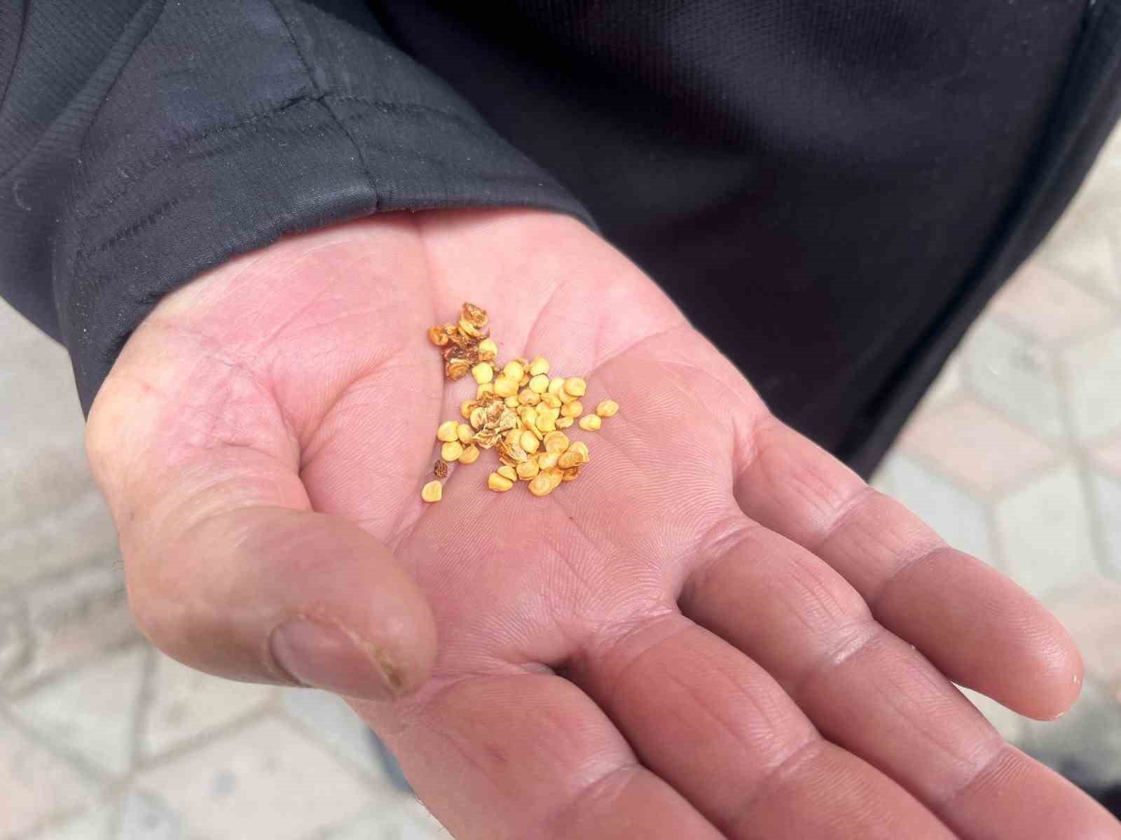 ATA TOHUMLARLA TARIMIN HAFIZASINI YAŞATIYOR