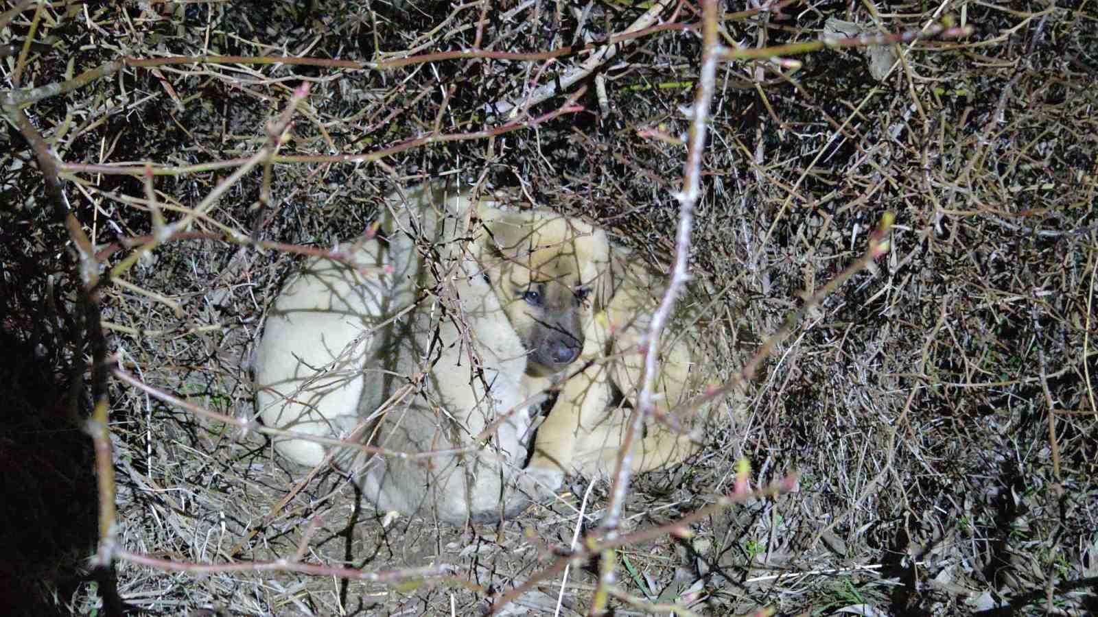 ÖLÜME TERK EDİLMİŞ KÖPEK YAVRULARINA SAHİP ÇIKTI