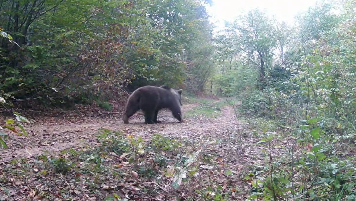İLGİNÇ HOBİSİ İLE YABAN HAYATI FOTOKAPANLA İZLİYOR