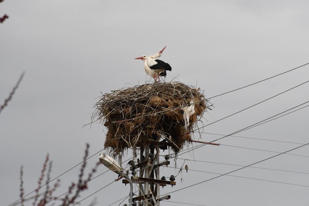 FLAMİNGOLARDAN SONRA LEYLEKLER DE YOZGAT’TA BAHARI MÜJDELEDİ