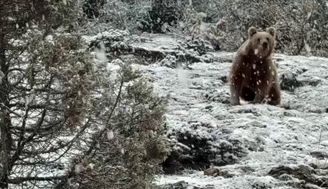 ÇAYIRALANDA AÇ KALAN BOZAYI DAĞDAN İNİP YİYECEK ARADI