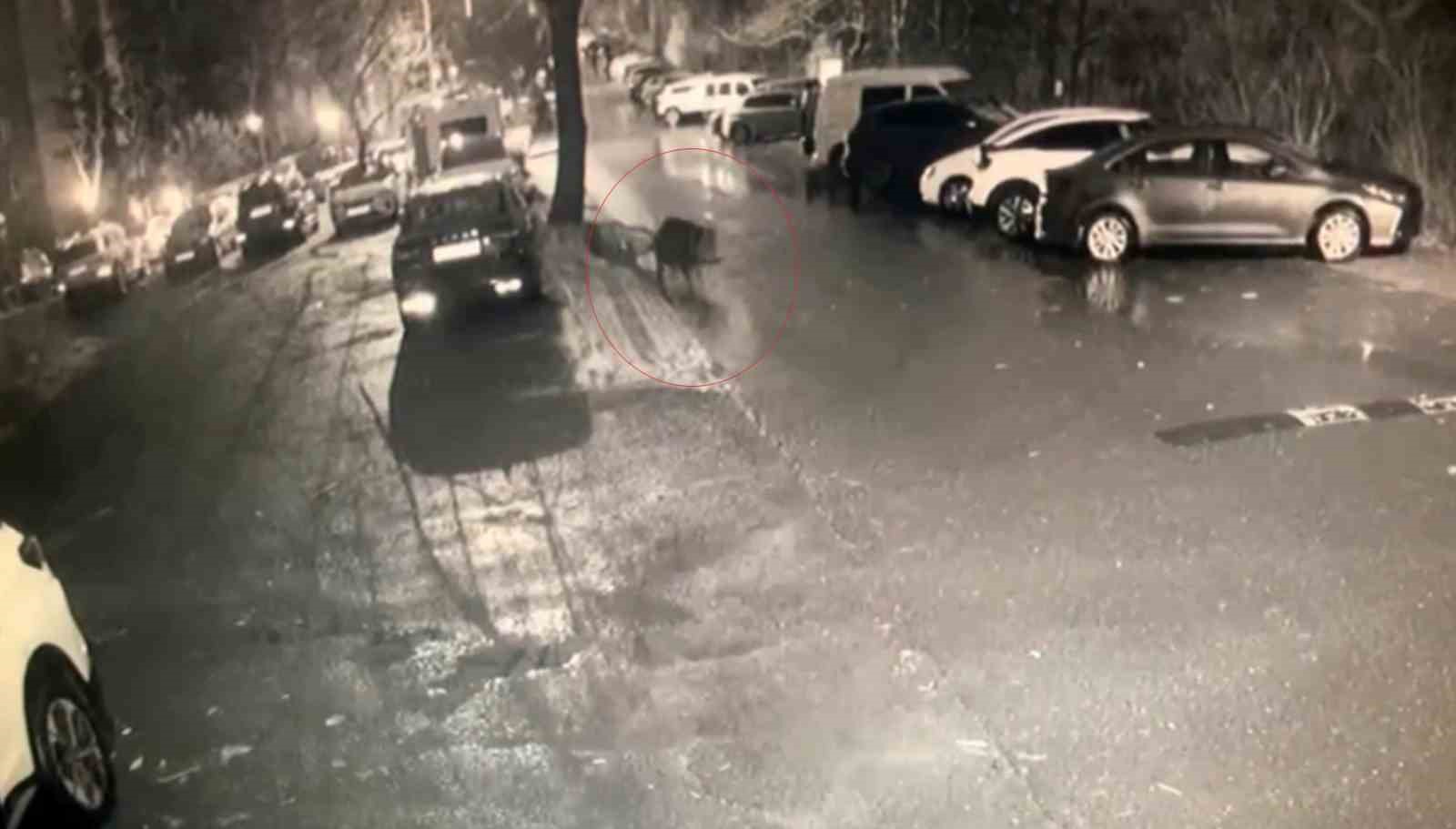 SARIYER’DE AÇ KALAN DOMUZLAR HASTANE YAKININA KADAR GELDİ