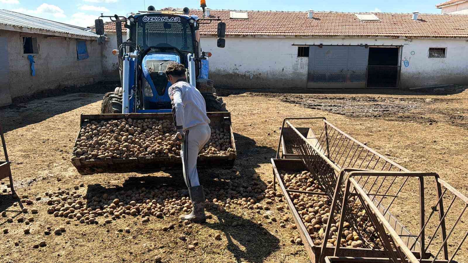 BESİCİLER HAYVANLARA PATATES YEDİREREK YEMDEN TASARRUF EDİYOR 