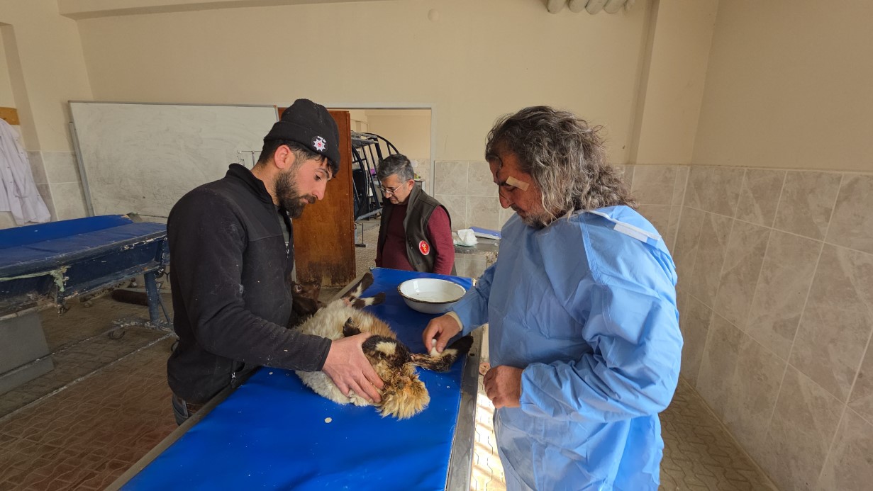 VAN’DA DEPREM SONRASI ENKAZ ALTINDAN YARALI ÇIKARILAN KUZULAR TEDAVİ ALTINA ALINDI