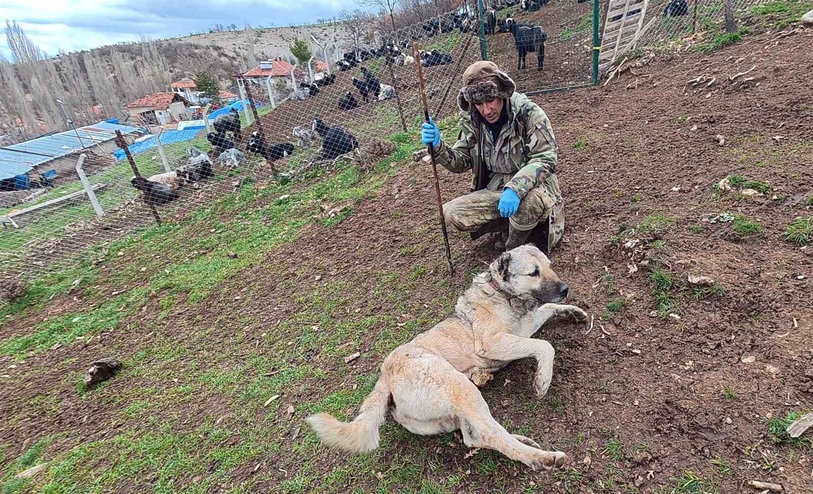 SÜRÜNÜN MUHAFIZI ÇOBAN KÖPEKLERİ, ÇOBANLARA CAN DOSTU OLUYOR