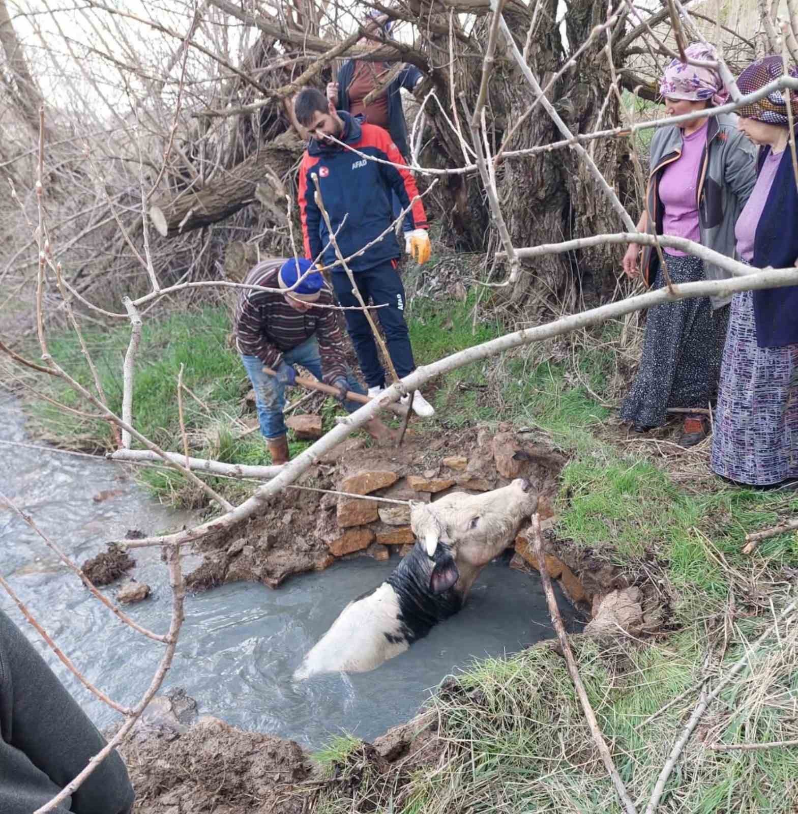 YOZGAT’TA KUYUYA DÜŞEN BÜYÜKBAŞ, AFAD EKİPLERİNCE KURTARILDI