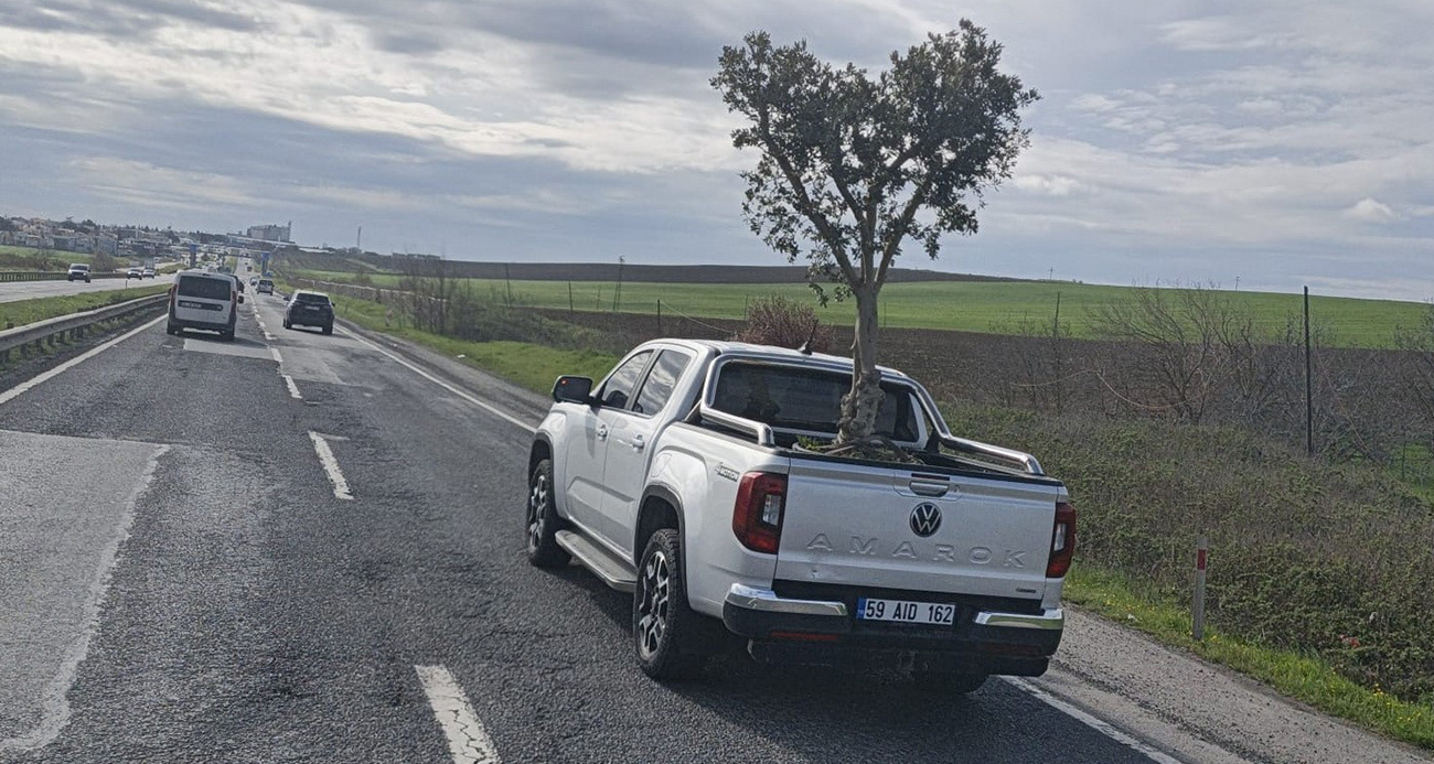 D100’DE ŞAŞIRTAN GÖRÜNTÜ: PİKAPTA ZEYTİN AĞACI TAŞIDILAR