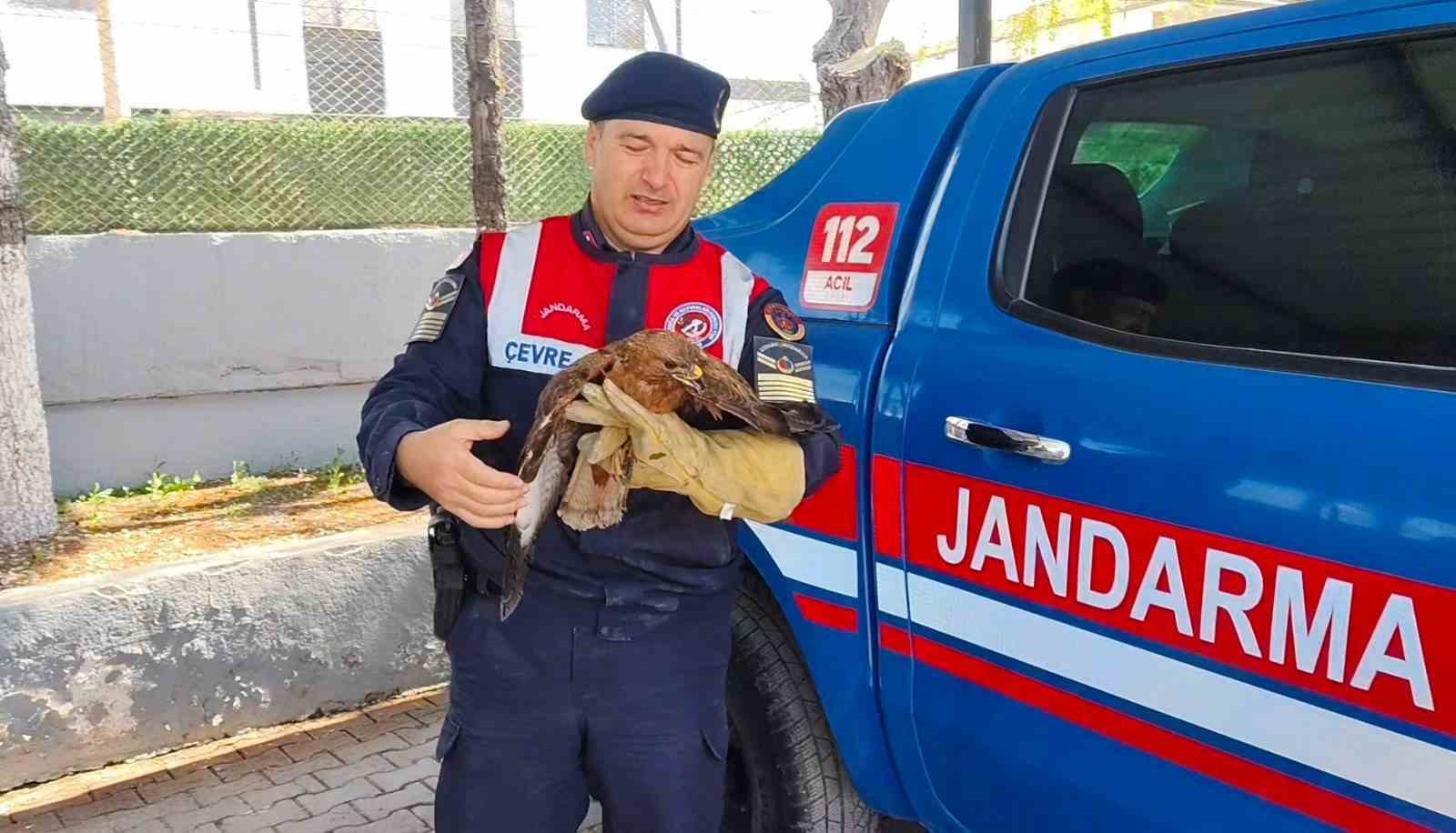 YOZGAT’TA YARALI ŞAHİN KORUMA ALTINA ALINDI 