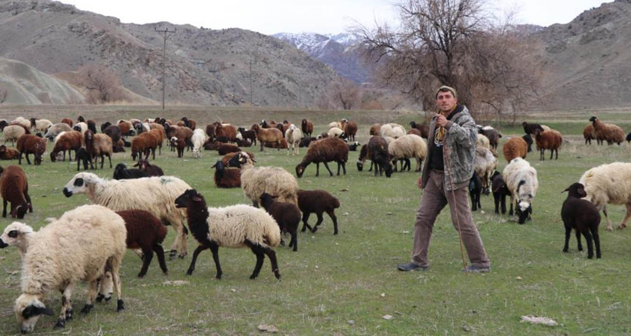SAKSAĞANDAN ETKİLENDİ, ÇOBANLIĞI DİJİTALLEŞTİRDİ, ARTIK KOYUN SÜRÜSÜNÜ DRONLE YÖNETİYOR 