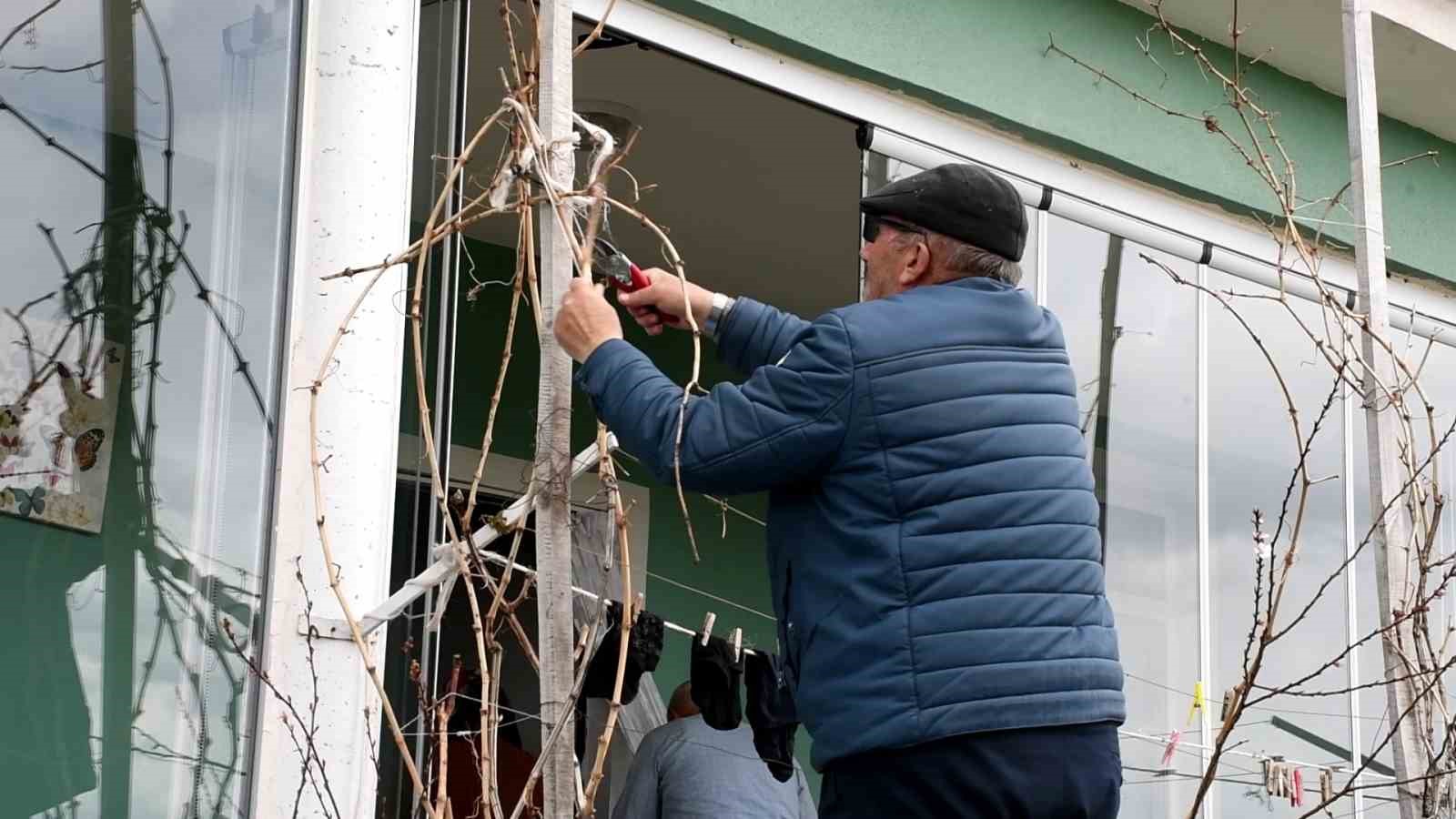 GEÇEN YIL DON VURMUŞTU, YOZGATLI ÜZÜM ÜRETİCİSİ BU YIL UMUTLU 