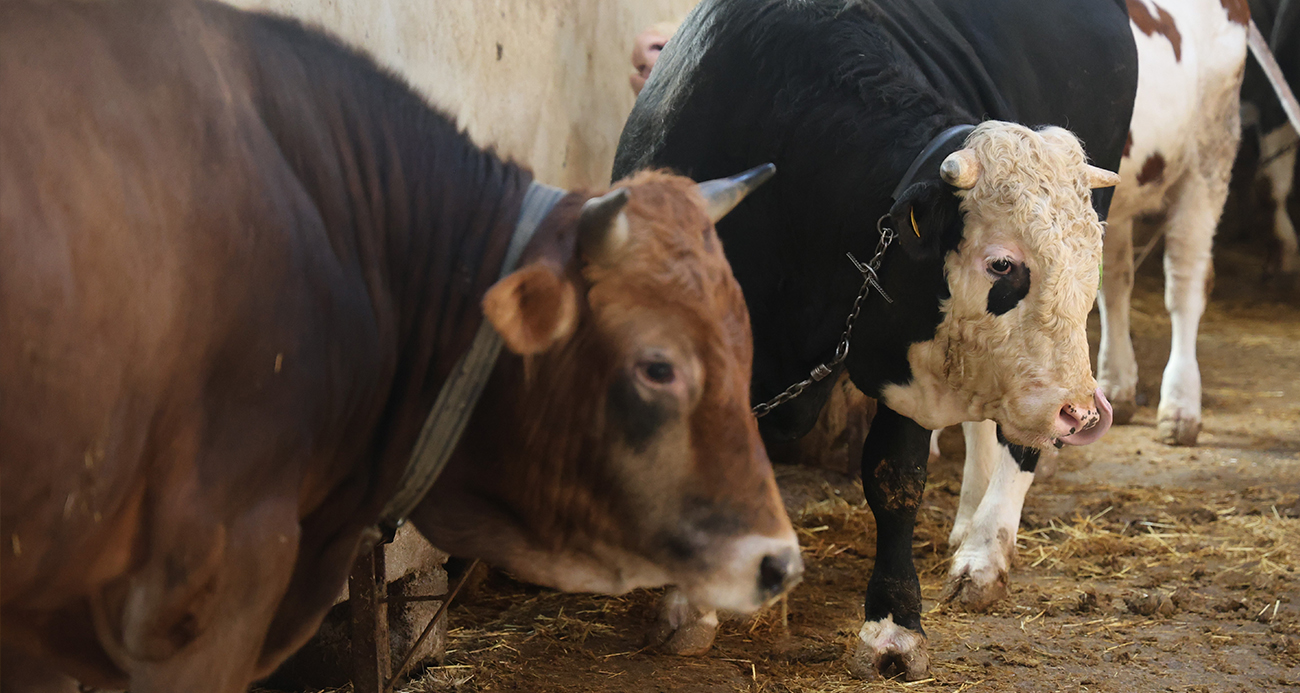 KURBANLIK ALACAKLARA &QUOT;YAŞ&QUOT; UYARISI 