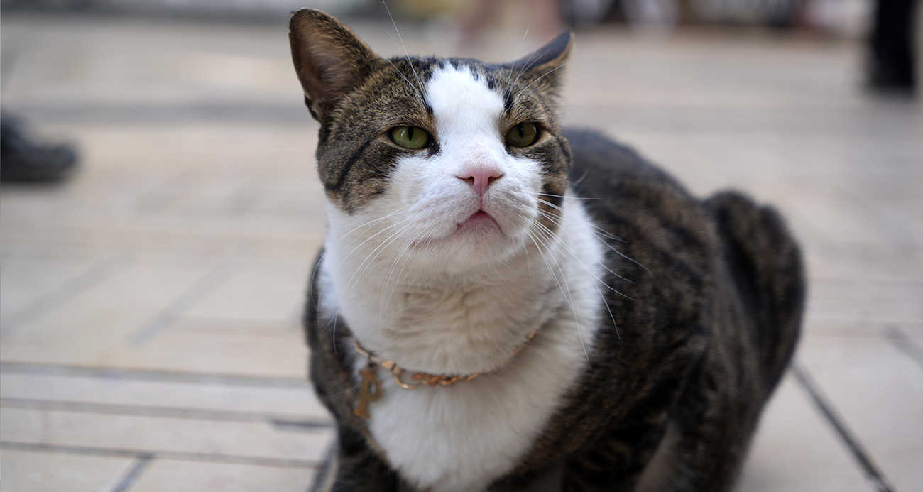 ÇARŞININ 10 KİLOLUK PRENS’İ 