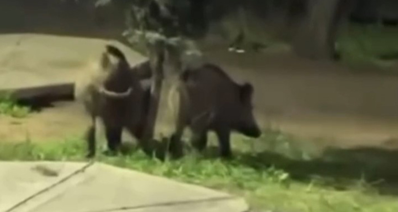 BURSA’DA DOMUZLAR PİKNİK ALANLARINA İNDİ 