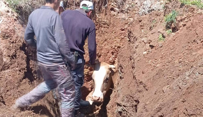 EKİPLER SEFERBER OLDU, ÇUKURA DÜŞEN İNEK KURTARILDI 