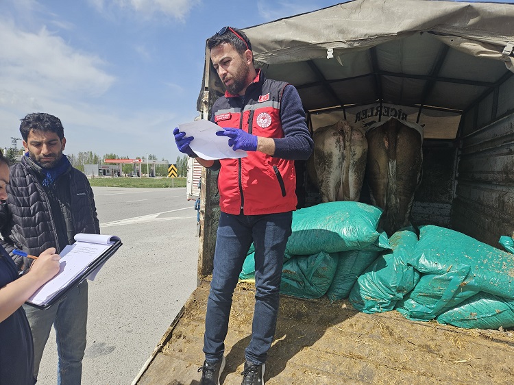 YOZGATTAKİ KURBANLIK HAYVANLARA  SIKI  SAĞLIK KONTROLÜ