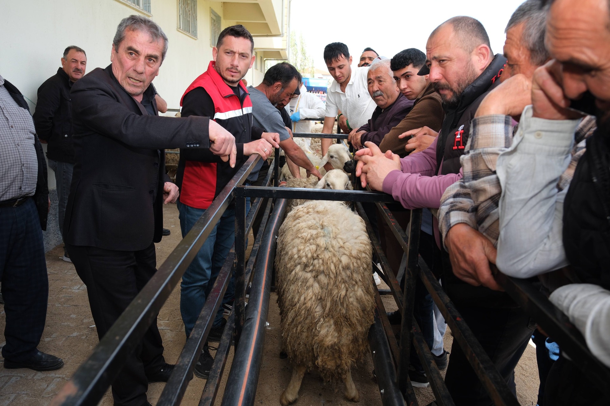 YOZGAT’IN 3 İLÇESİNDE 60 BESİCİYE 120 DAMIZLIK KOÇ DAĞITILDI