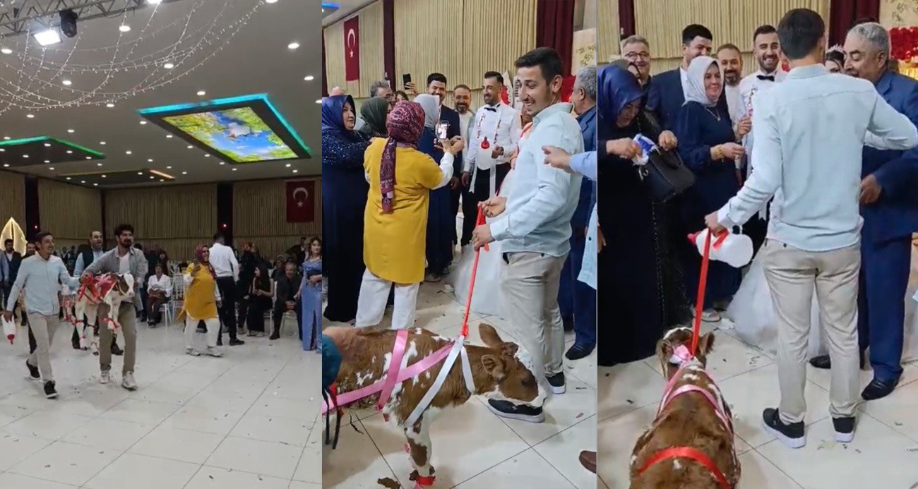 OSMANİYE’DE DAMADA DÜĞÜNDE ALTIN YERİNE BUZAĞI VERİLDİ 