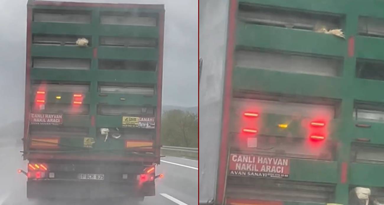 OTOYOLDA TIRDAN SARKAN TAVUKLAR KAMERAYA YANSIDI 