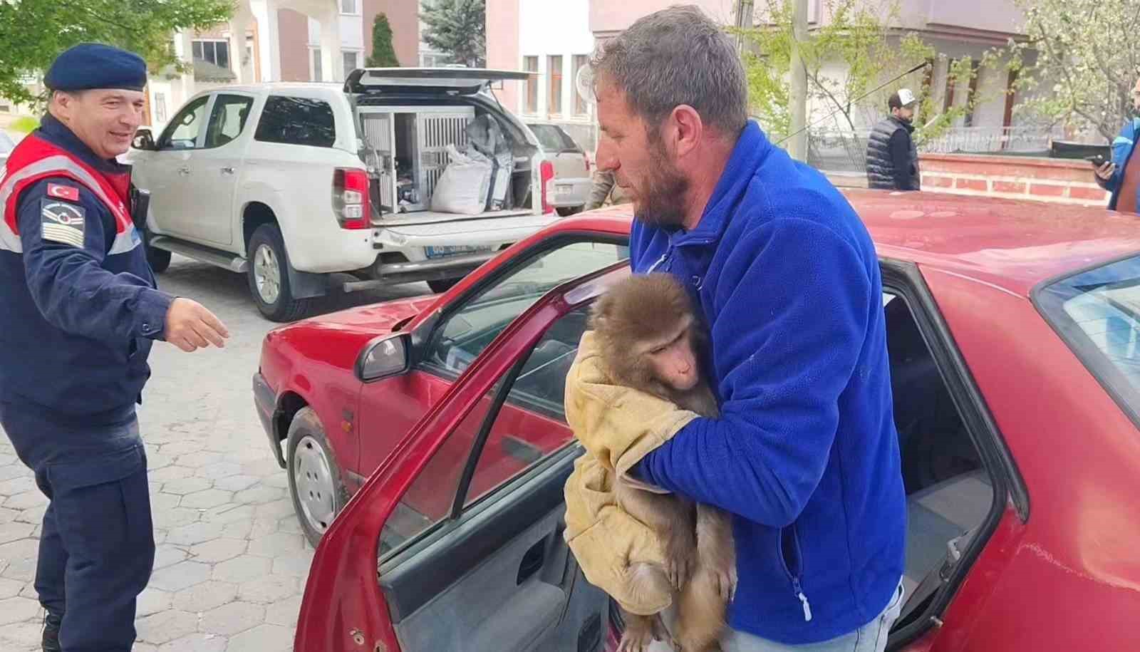 YOZGAT’TA HİNT ŞEBEĞİ OLARAK BİLİNEN MAYMUN JANDARMA TARAFINDAN YAKALANDI 