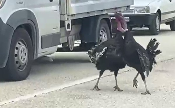 YOL ORTASINDAKİ HİNDİ KAVGASI TRAFİĞİ DURDURDU 