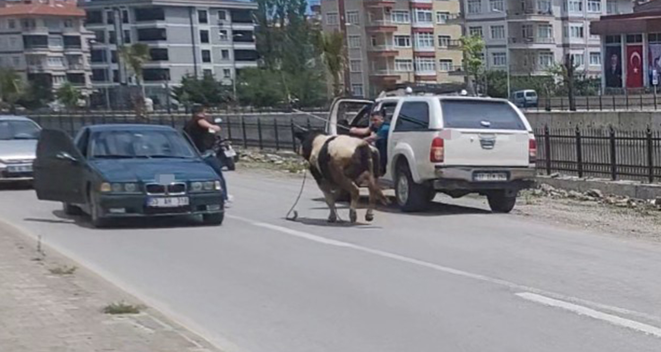 SAATLERCE PEŞİNDEN KOŞTULAR: KURBANLIK DANA İLÇEYİ BİRBİRİNE KATTI 