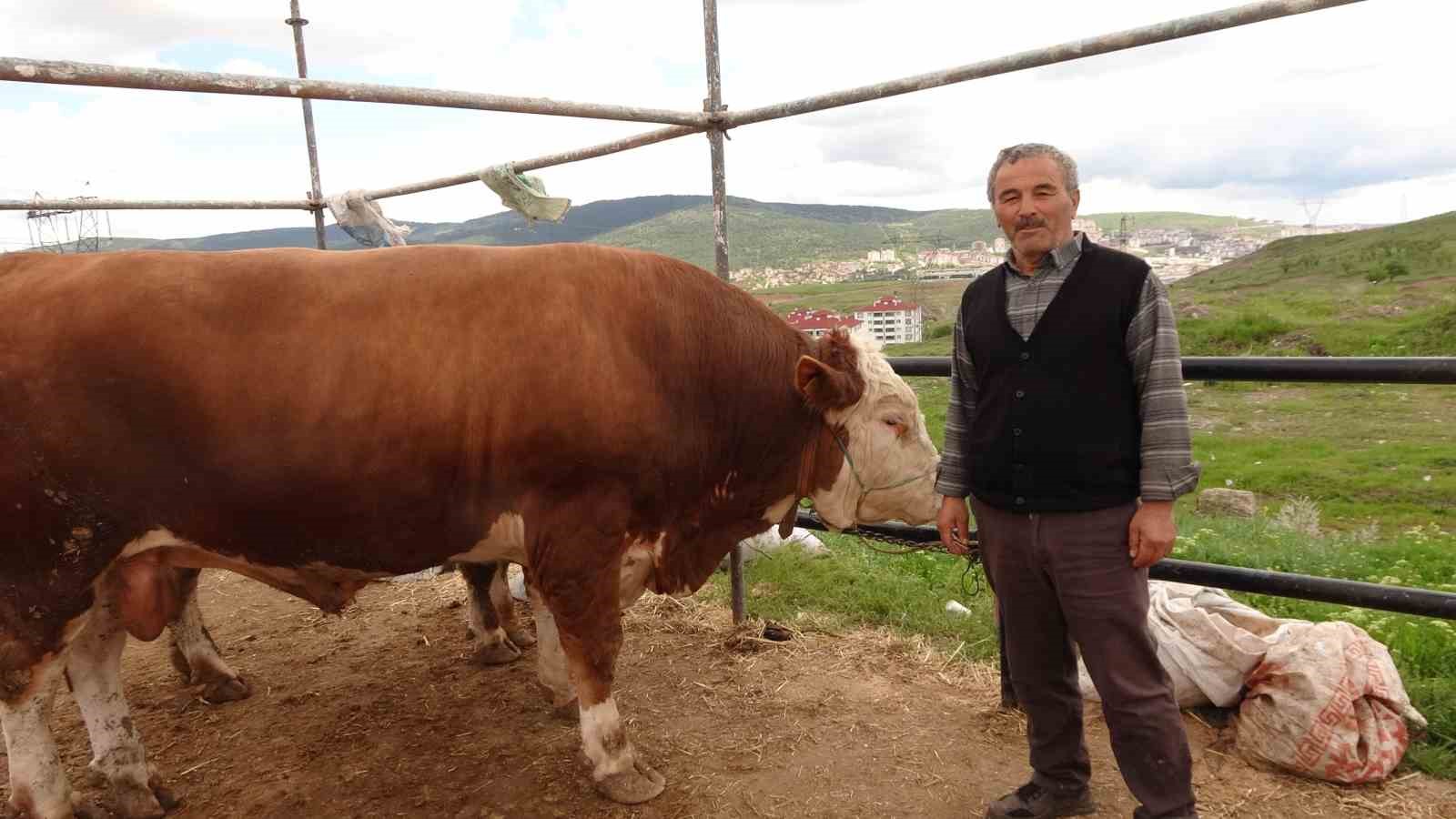 YOZGAT HAYVAN PAZARINDA KURBANLIKLAR ALICISINI BEKLİYOR