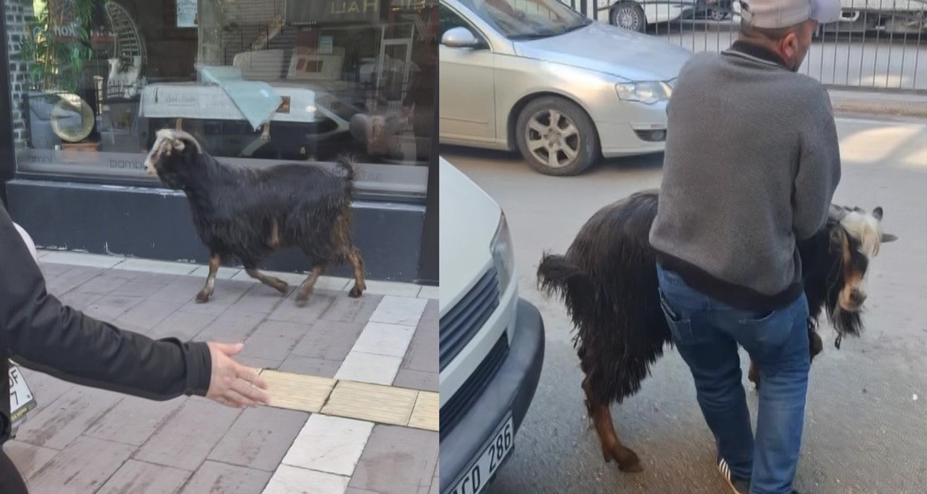 AMASYA’DA KURBANLIK KEÇİ KAÇTI, VATANDAŞLAR KOVALADI 