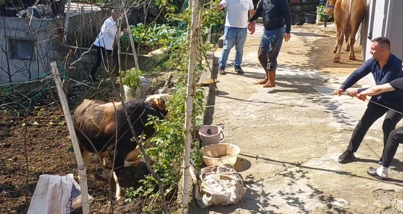 RİZE’DE KAÇAN KURBANLIK SAHİPLERİNE ZOR ANLAR YAŞATTI 