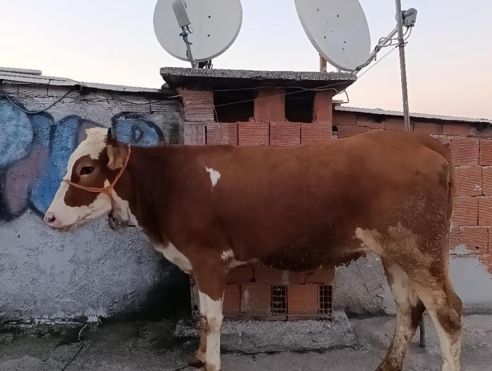 KESMEK İÇİN BÜYÜKBAŞ HAYVANI 6’INCI KATA ÇIKARDI 