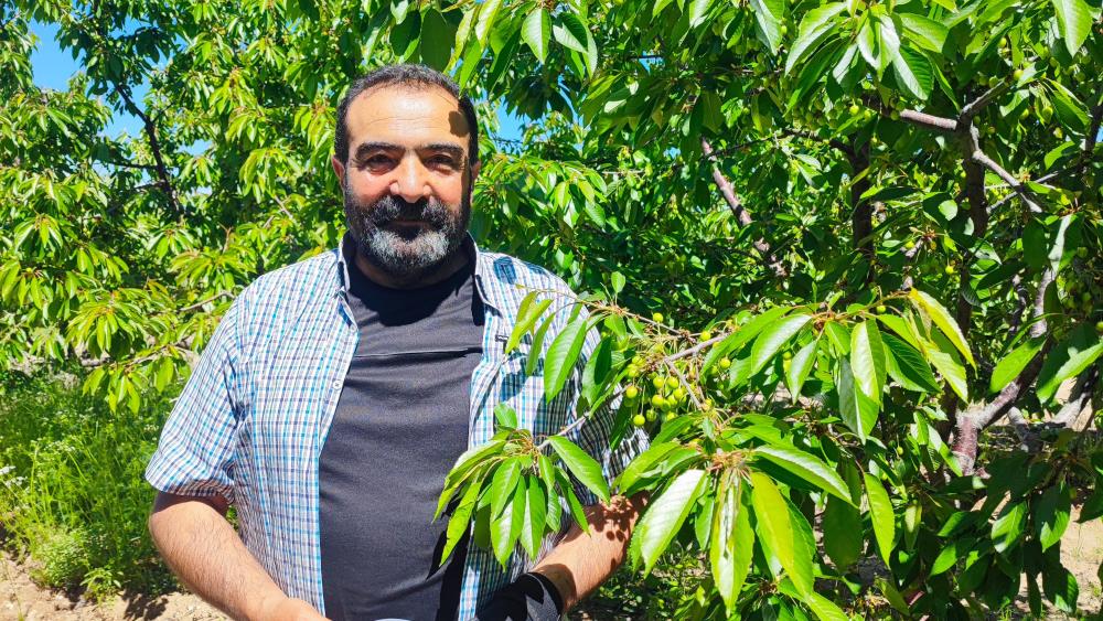 YOZGAT’TA ÜRETİLEN 200 TON KİRAZ JAPONYAYA İHRAÇ EDİLECEK