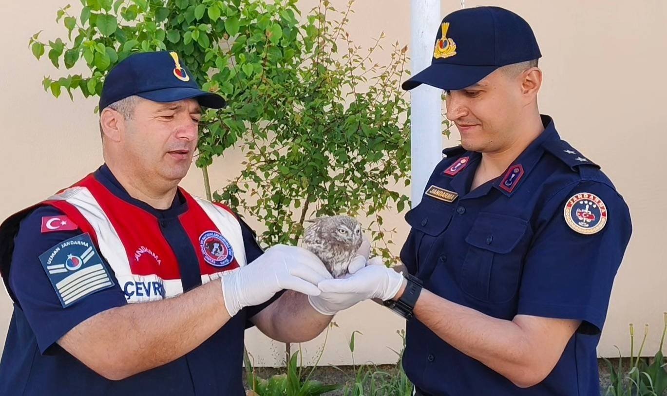 YAVRU BAYKUŞA JANDARMADAN ŞEFKAT ELİ