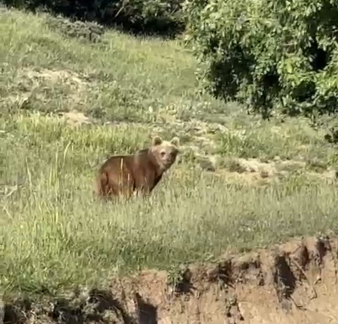 YOZGAT’TA AYILAR, O KÖYÜ MESKEN TUTTU