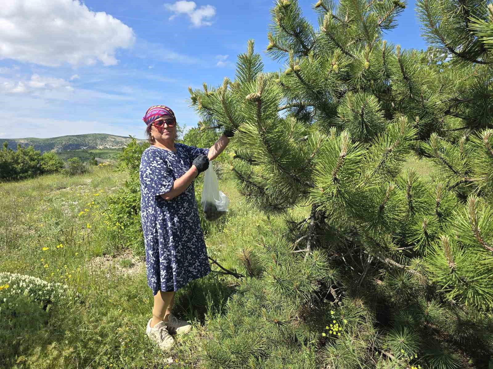 Yozgat’ta kozalağın reçeli ve sirkesinden sonra şimdi de turşusu yapıldı
