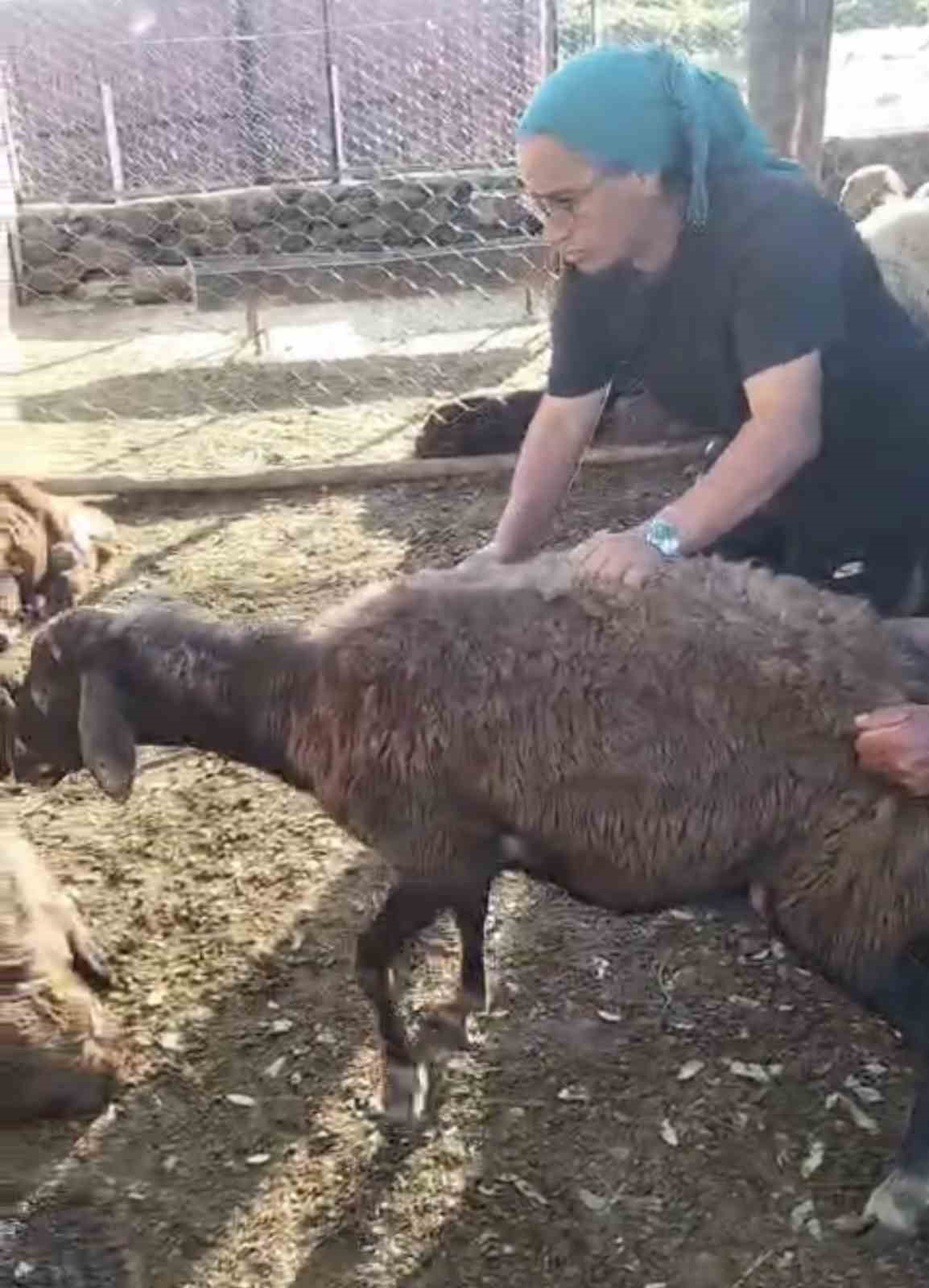 KURT AĞILA GİRDİ: 8 KOYUN TELEF OLDU, 8’İ KAYIP