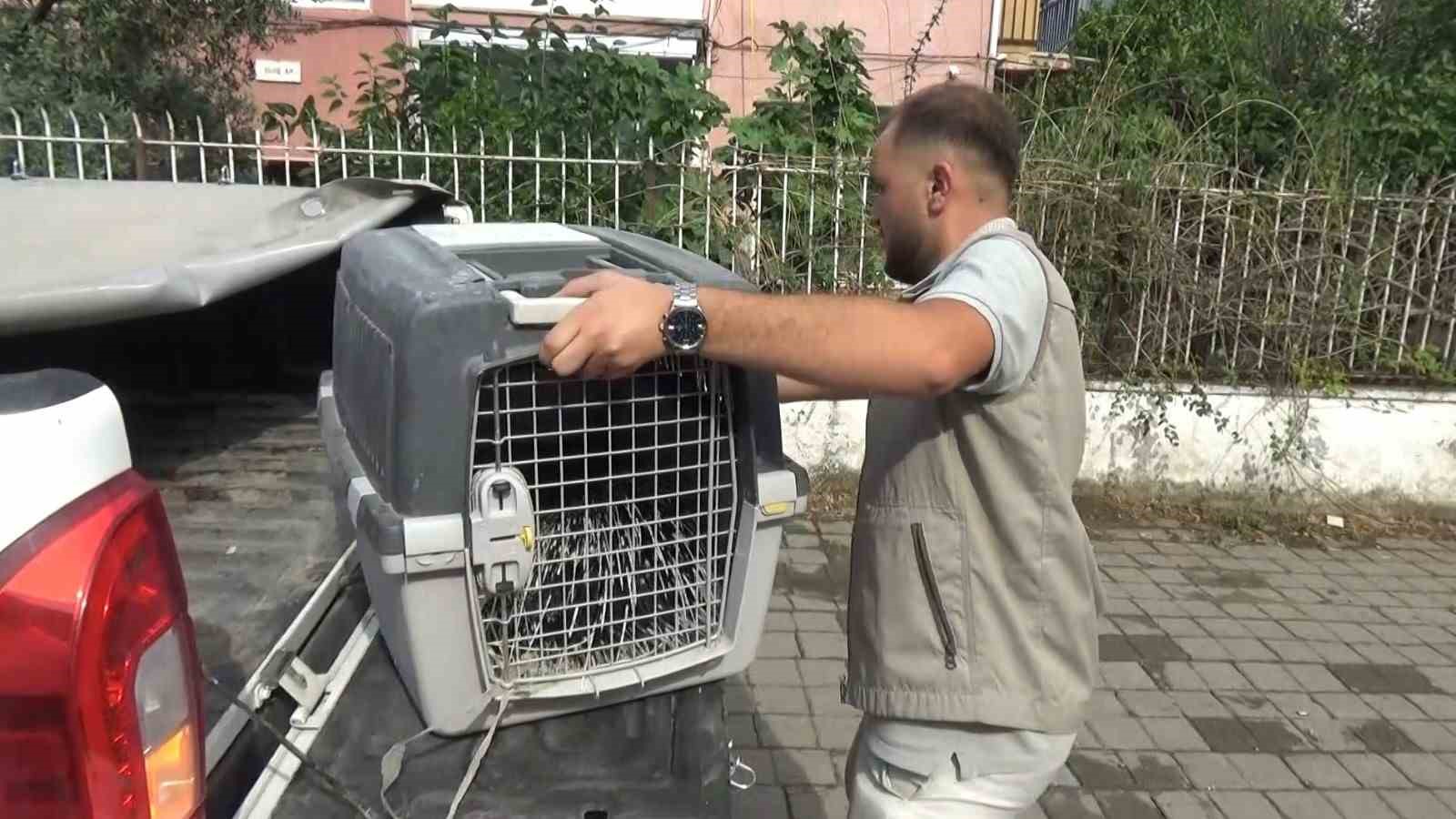 AYDIN’DA OKLU KİRPİ OPERASYONU