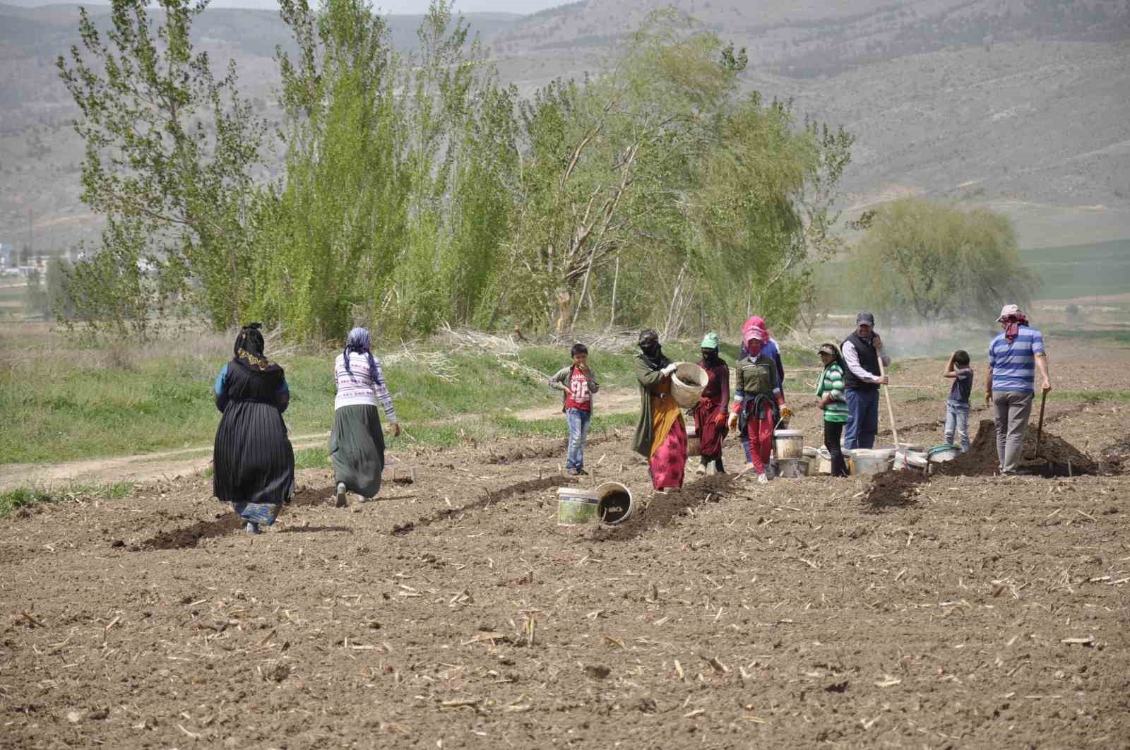 ERZİNCAN’DA TARIMIN GÖRÜNMEYEN KAHRAMANLARI: MEVSİMLİK İŞÇİLER