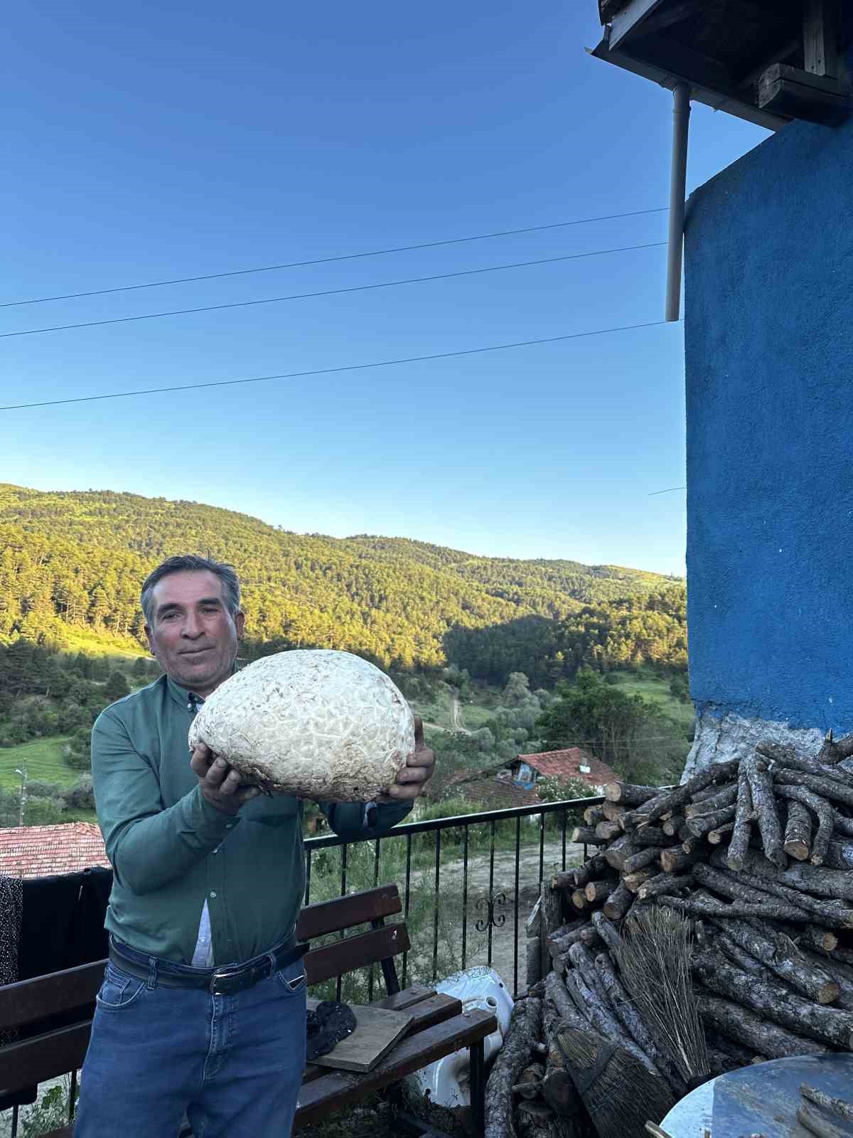 VATANDAŞIN BULDUĞU 5 KİLOLUK MANTAR ŞAŞIRTTI