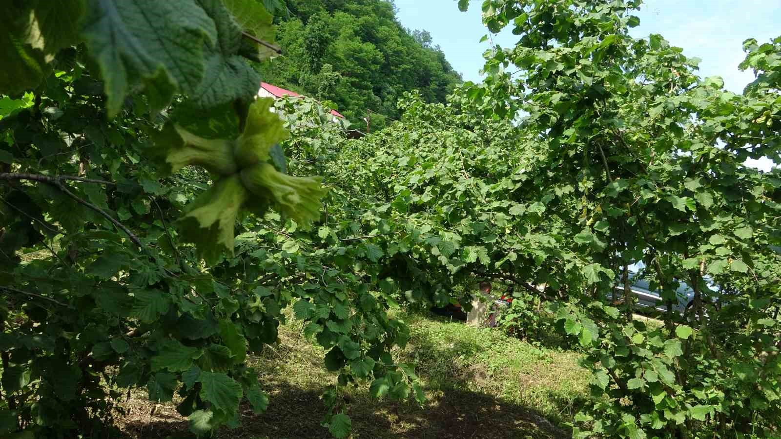 GİRESUN’DA KAHVERENGİ KOKARCAYA KARŞI SAMURAY ARILARI DOĞAYA SALINDI