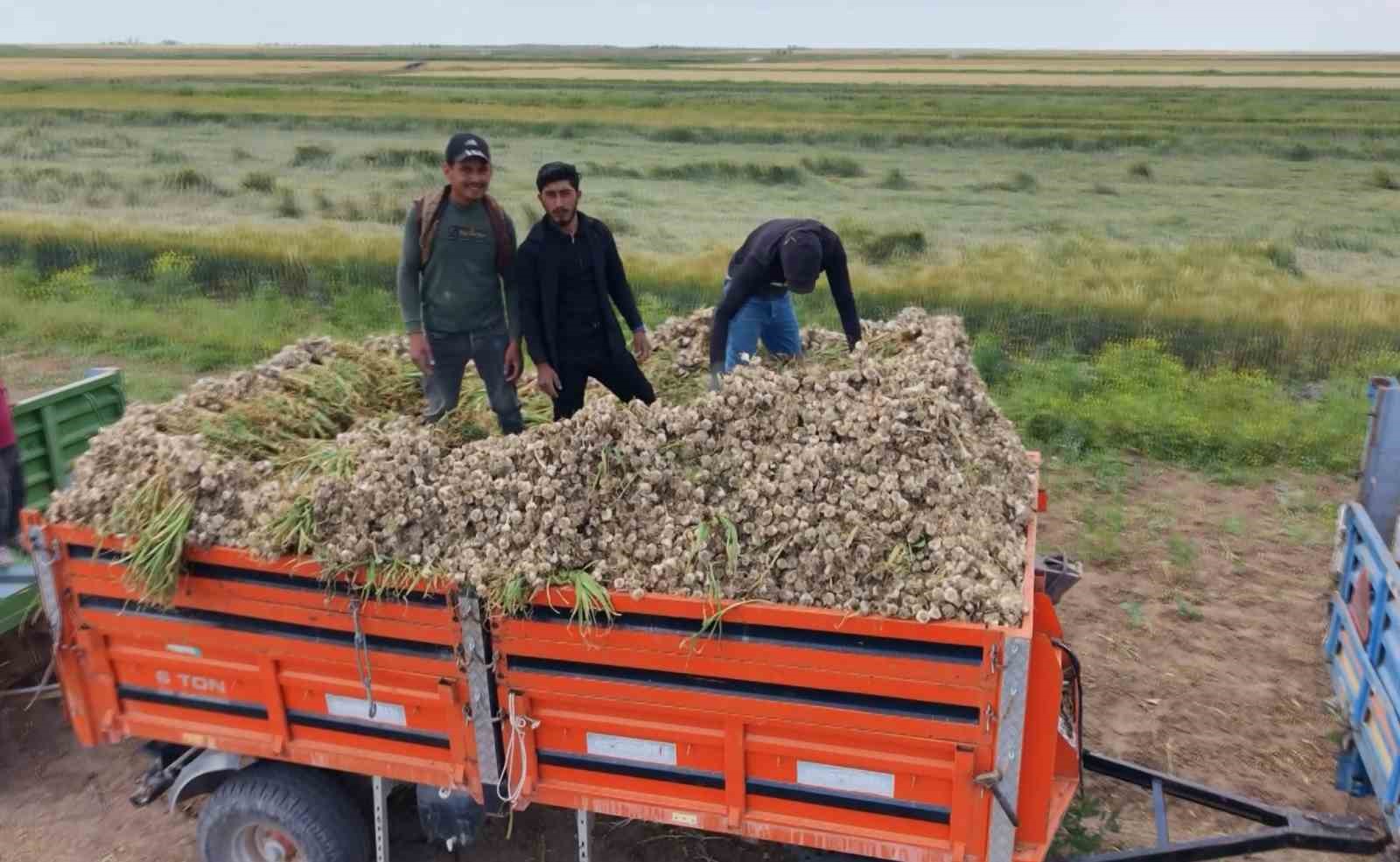 AKSARAY’IN ATA TOHUMUNDAN YETİŞTİRİLEN ORGANİK SARIMSAKLARIN HASADI BAŞLADI