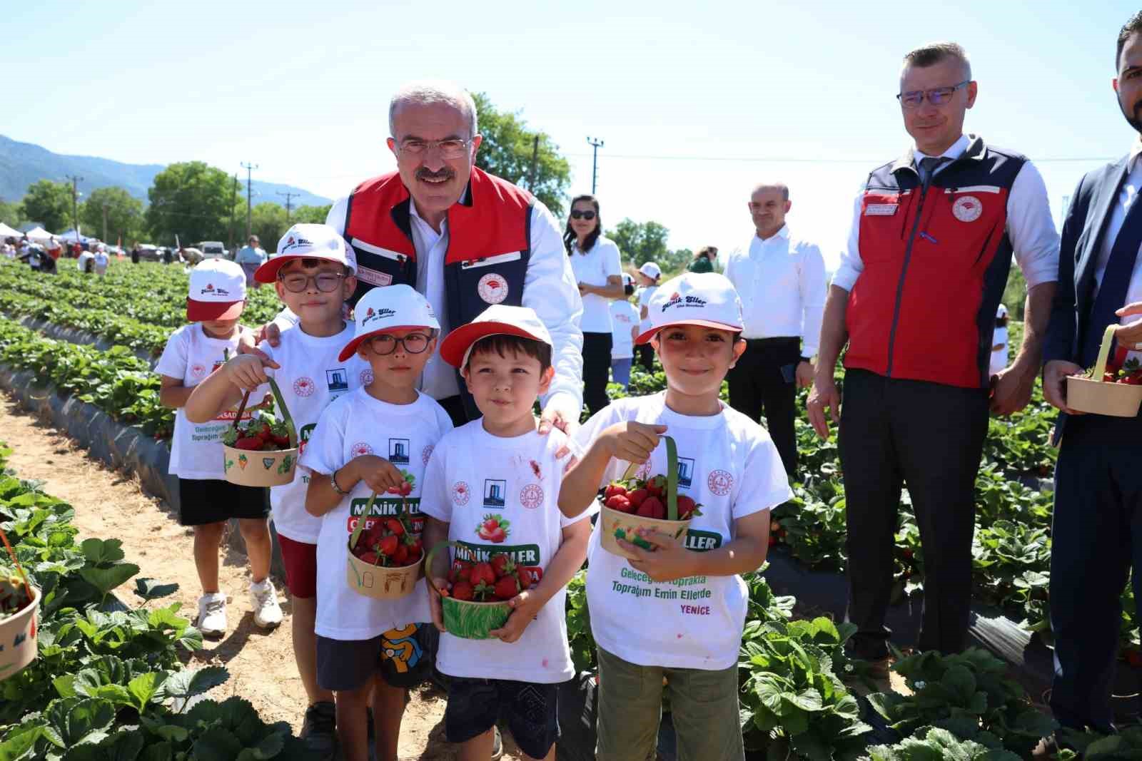MEŞHUR YENİCE ÇİLEĞİNİN HASADI YAPILDI